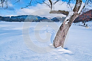 Tree in front of Pocuvadlo lake durig winter