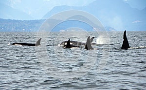 Pod of 5 Resident Orca`s of the coast near Sechelt, BC