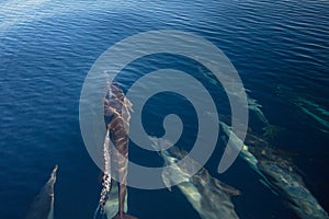 Pod of 7 common bottlenosed dolphins swimming underwater near the Channel Islands National Park off the California coast in USA