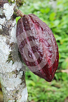 Pod of Arriba cacao in Ecuador photo