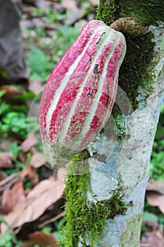 Pod of Arriba cacao on a tree in Ecuador