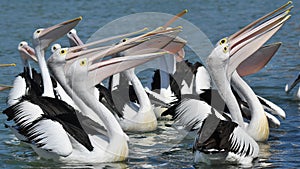 Pod of beautiful Australian Pelicans looking up with open beaks