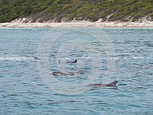 Pod of bottlenose dolphins Tursiops truncates, Western Australia
