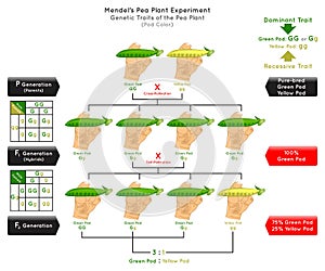 Pod Color Genetic Trait Pea Plant Mendel Experiment Infographic Diagram