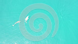 A pod of Dolphin swim near Omadhoo Island, Maldives  - Drone Video