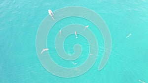 A pod of Dolphin swim near Omadhoo Island, Maldives  - Drone Video
