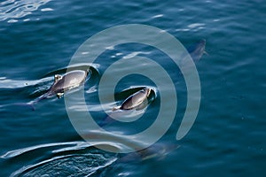 Pod of dolphin swim together in water in spring