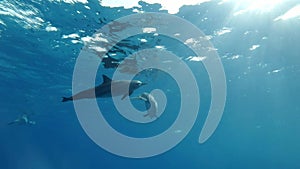 A pod of dolphins close swims in a circle under surface in blue water in the morning sun rays.