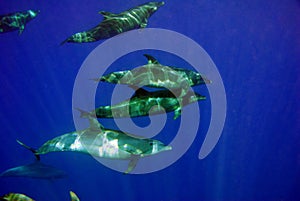 Pod of dolphins in dark blue water