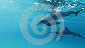 A pod of dolphins swim under surface of the blue water. Slow motion, Closeup, Low-angle shot, Underwater shot.