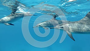 A pod of dolphins very close swims in a circle under surface in blue water. Underwater shot, Closeup.