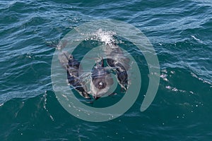 Pod of dusky dolphins in the Marlborough Sounds, New Zealand