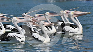 Pod of graceful Australian Pelicans all looking in the same direction. Some with beaks open.