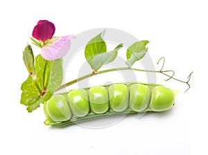 Pod of green peas