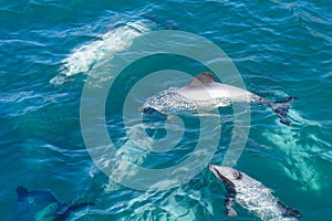 A pod of Hectors dolphins, endangered dolphin, New Zealand. Cetacean endemic to New Zealand photo
