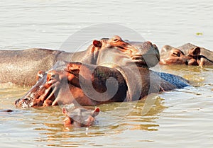 Pod of Hippo`s wallowing in the Luangwa River in Zambia
