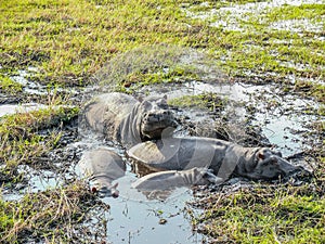 Pod of hippopotami resting in shallow water.