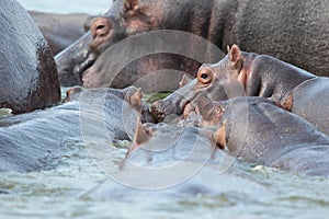 A pod of hippopotamuses in the Queen Elizabeth National Park in Uganda