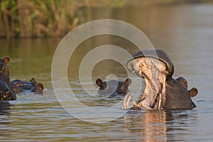 Pod of hippos photo