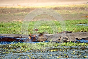 Pod of hippos in the Chobe River