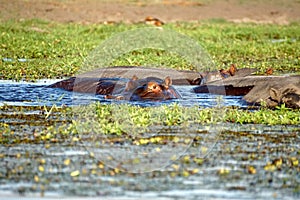 Pod of hippos in the Chobe River