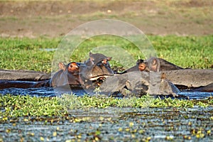 Pod of hippos in the Chobe River