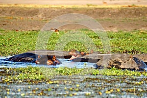 Pod of hippos in the Chobe River