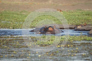 Pod of hippos in the Chobe River