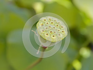 Pod of a lotus flower