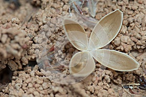 Pod open and seeds in the Natural Reserve of Popenguine. photo
