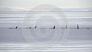 Pod of Orcas, Iceland