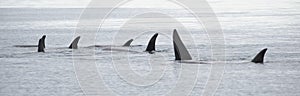 Pod of Orcas, Iceland photo