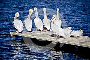 A Pod of Pelicans on a dock