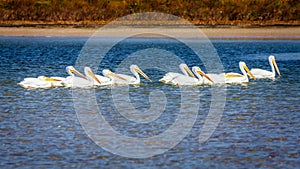 Pod of pelicans photo