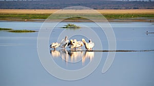 Pod of Pelicans in Lake Amboseli