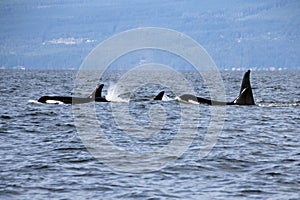 Pod of Resident Orcas of the coast near Sechelt, BC