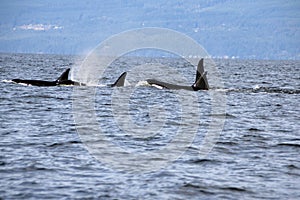 Pod of Resident Orcas of the coast near Sechelt, BC