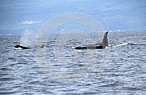 Pod of Resident Orcas of the coast near Sechelt, BC