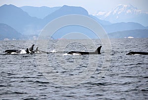 Pod of Resident Orcas of the coast near Sechelt, BC