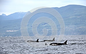 Pod of Resident Orcas of the coast near Sechelt, BC