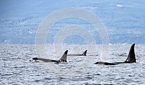 Pod of Resident Orcas of the coast near Sechelt, BC