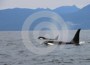 Pod of Resident Orcas of the coast near Sechelt, BC