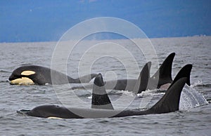 Pod of Resident Orcas of the coast near Sechelt, BC