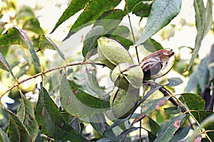 Pod of ripe pecan nuts on branch of tree. One shell has opened and we can see the nut itself