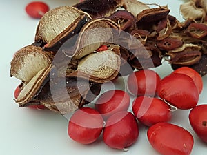 Pod with seed of tulip tree