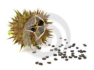 Pod and seeds of Jimson Weed, Datura stramonium