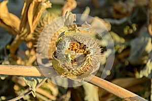 Pod and seeds of Jimson Weed or Datura stramonium