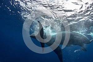 Sperm whales underwater in blue ocean with water surface