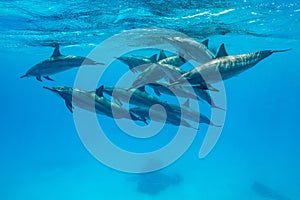 pod of Spinner dolphins (Stenella longirorstris) swimming over sand in Sataya reef, Egypt, Red Sea