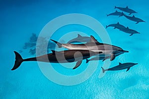 pod of Spinner dolphins (Stenella longirorstris) swimming over sand in Sataya reef, Egypt, Red Sea